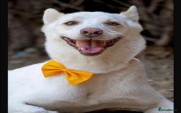 Mixed Breed dogs for adoption: 🐾 Whitey 🐾 - Image 1