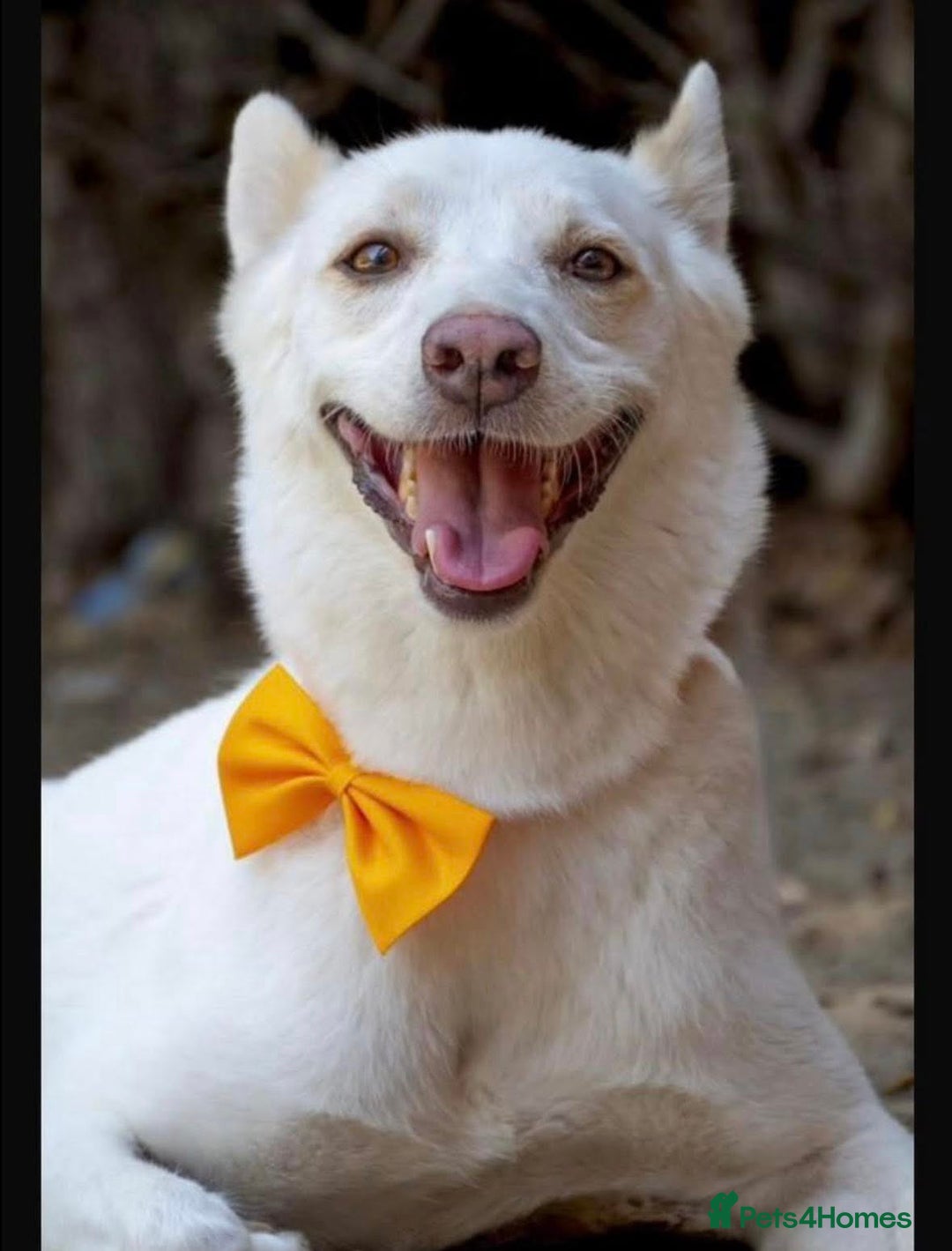 Mixed Breed dogs for adoption: 🐾 Whitey 🐾 - Image 1