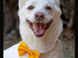 Mixed Breed dogs - Advert 14