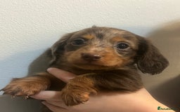 Miniature Dachshund dogs for sale: Gorgeous Miniature Dachshunds - Image 5