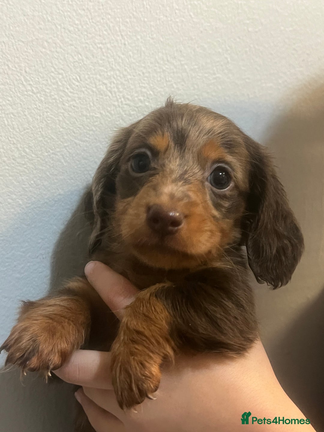 Miniature Dachshund dogs for sale: Gorgeous Miniature Dachshunds - Image 5