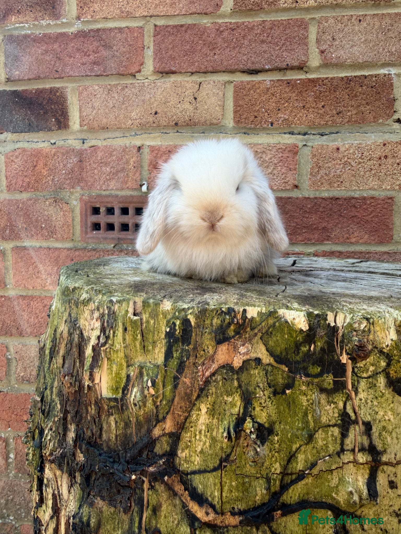 Mini Lop rabbits Mini lop 𝘀𝗶𝗯𝗹𝗶𝗻𝗴 𝗸𝗶𝘁𝘀 𝗥𝗧𝗟 20/05 - Advert 3