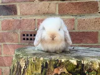 Mini Lop rabbits Mini lop 𝘀𝗶𝗯𝗹𝗶𝗻𝗴 𝗸𝗶𝘁𝘀 𝗥𝗧𝗟 20/05 - Advert 4