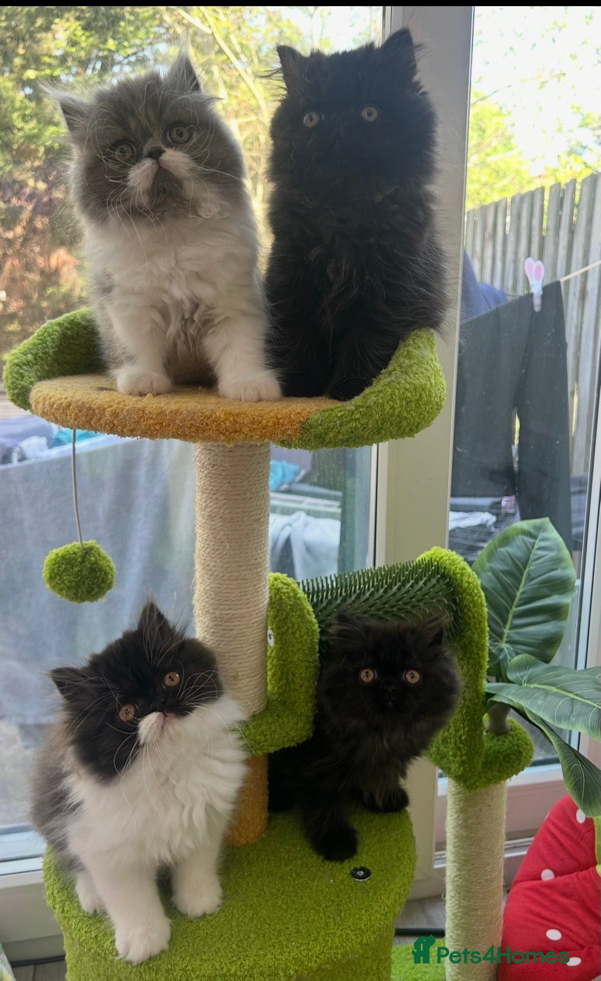 Persian cats Stunning Persian kitten for sale  - Advert 3