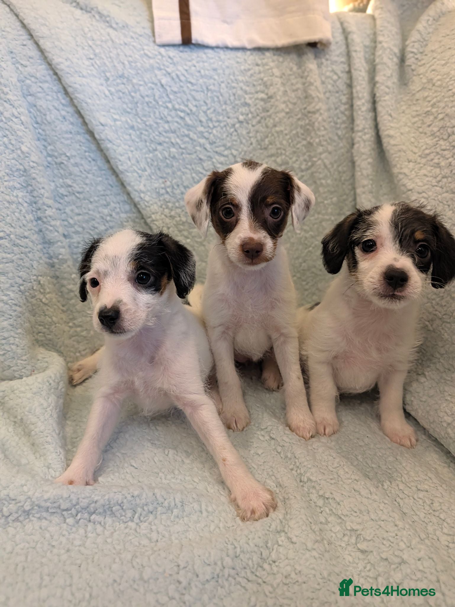 Jack Russell dogs Beautiful Jack Russell pups  - Advert 1