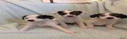 Jack Russell dogs for sale: Beautiful Jack Russell pups  - Advert 1