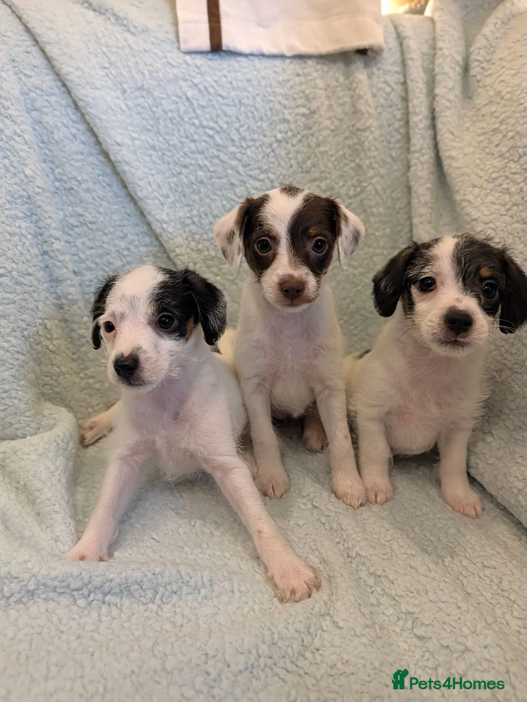 Jack Russell dogs for sale: Beautiful Jack Russell pups  - Advert 1