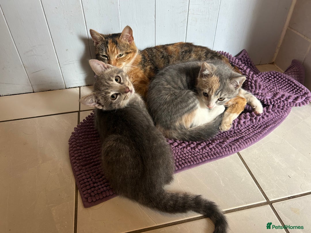 Domestic Shorthair cats for sale: Beautifully bonded brother & sister to go together - Image 9