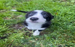 Border Collie dogs for sale: Beautiful MALE Border Collie Puppy - Advert 9