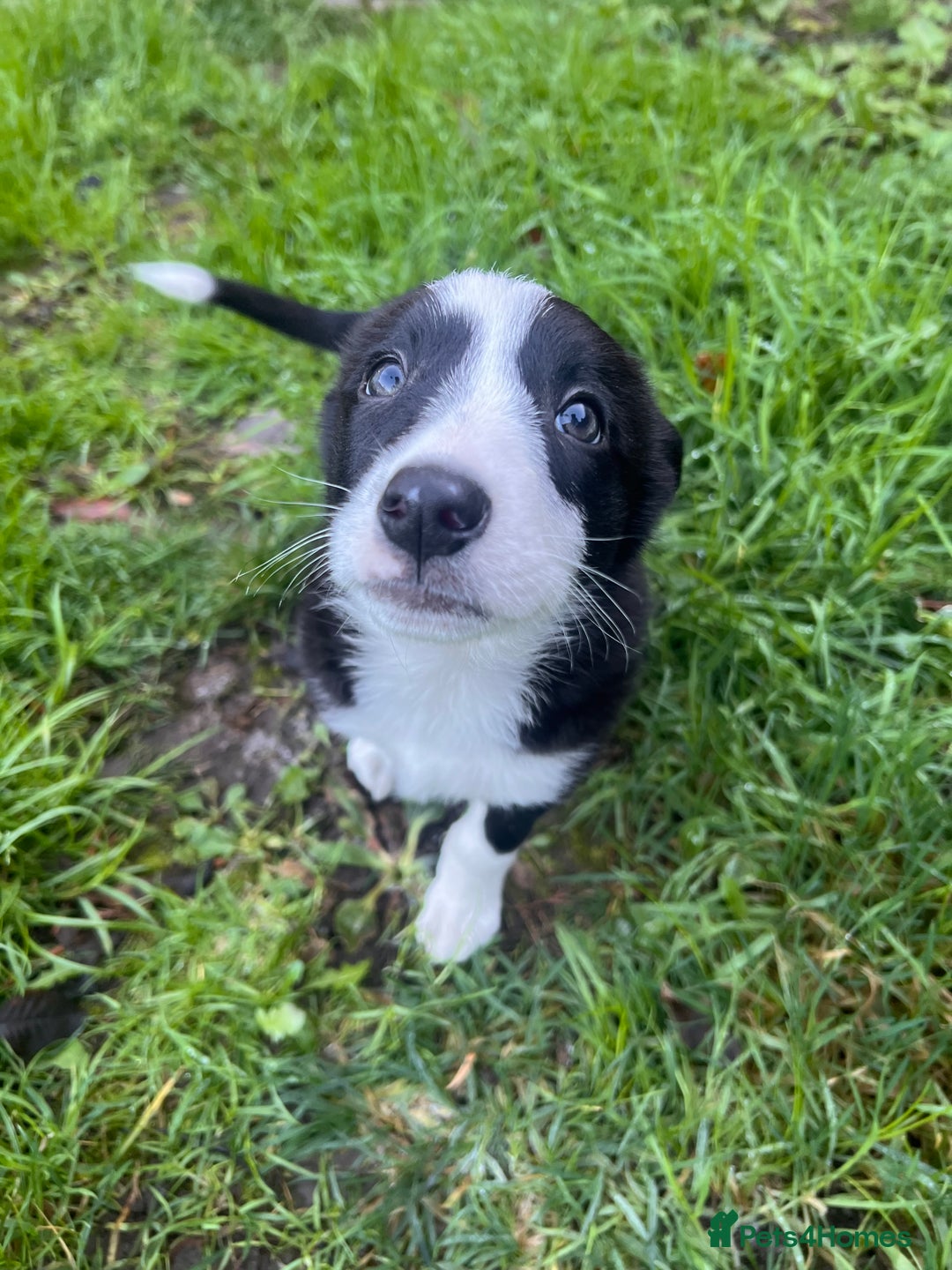 Border Collie dogs for sale: Beautiful MALE Border Collie Puppy - Advert 9