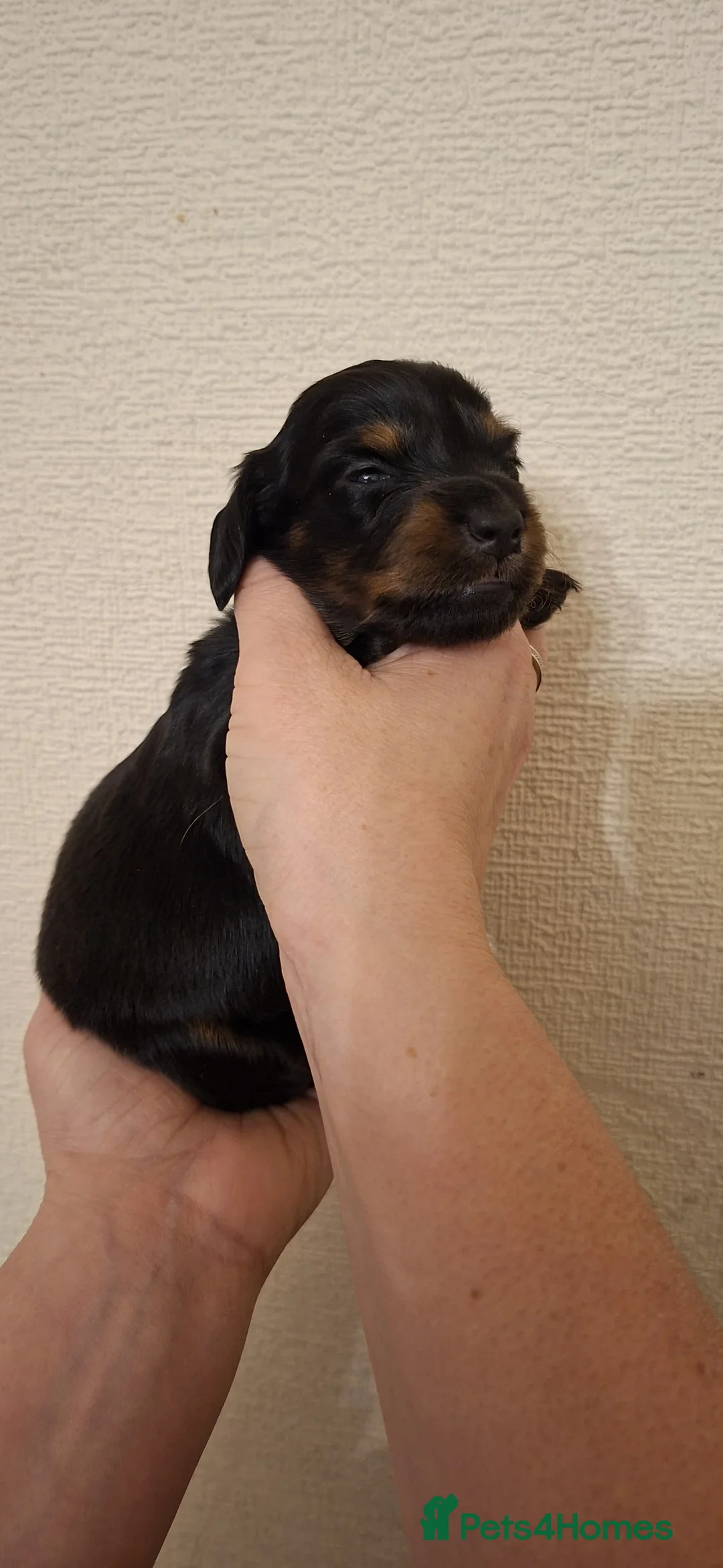 Miniature Dachshund dogs for sale: 5 gorgeous longhaired dachshunds!! 0.0% COI - Advert 5