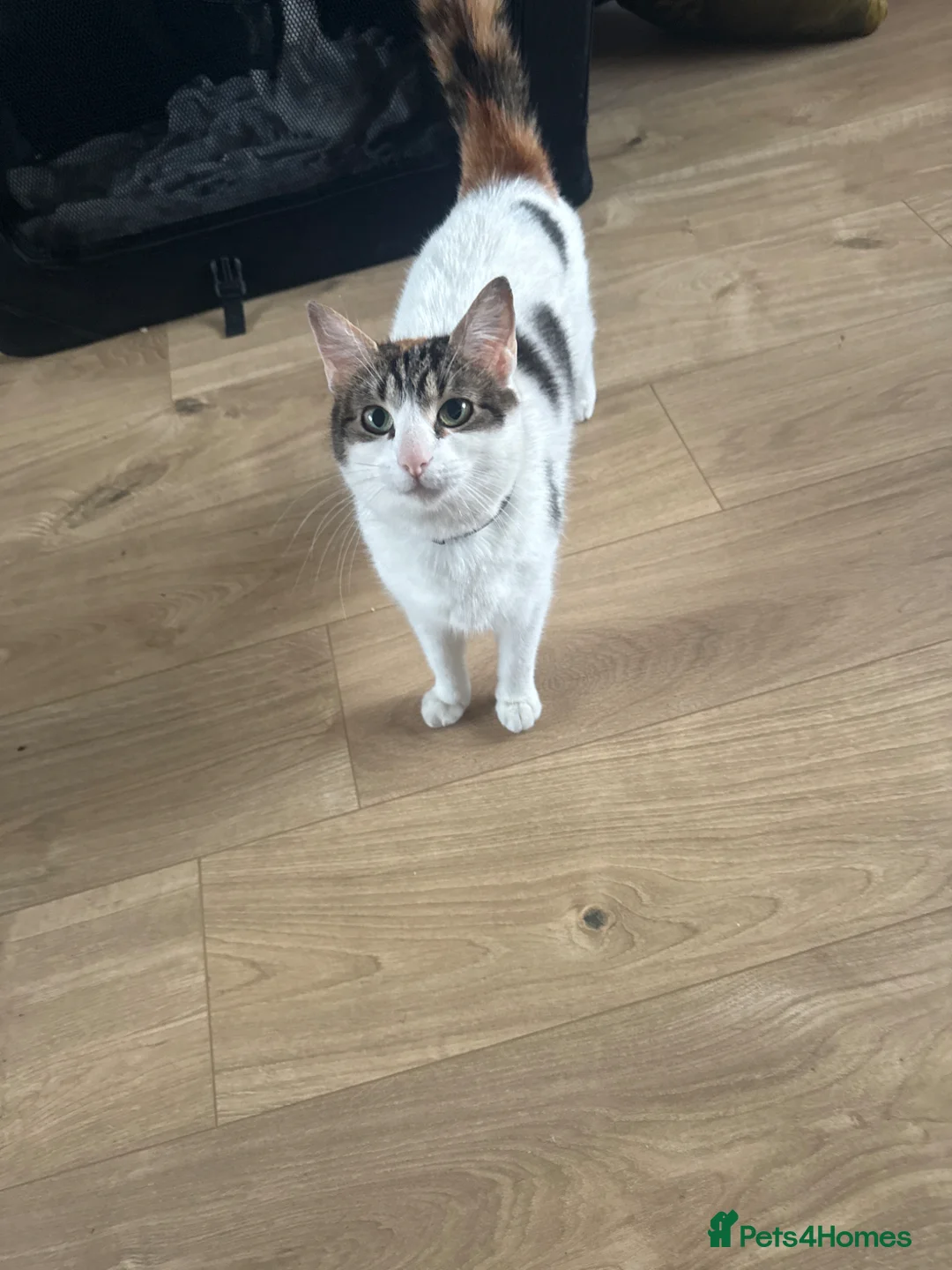 Mixed Breed cats for sale: Female kittens x2 - Advert 1