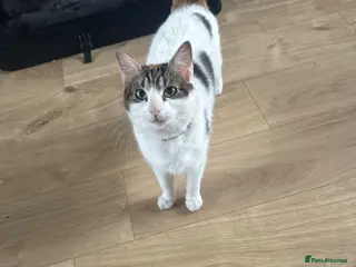 Mixed Breed cats Female kittens x2 - Advert 9