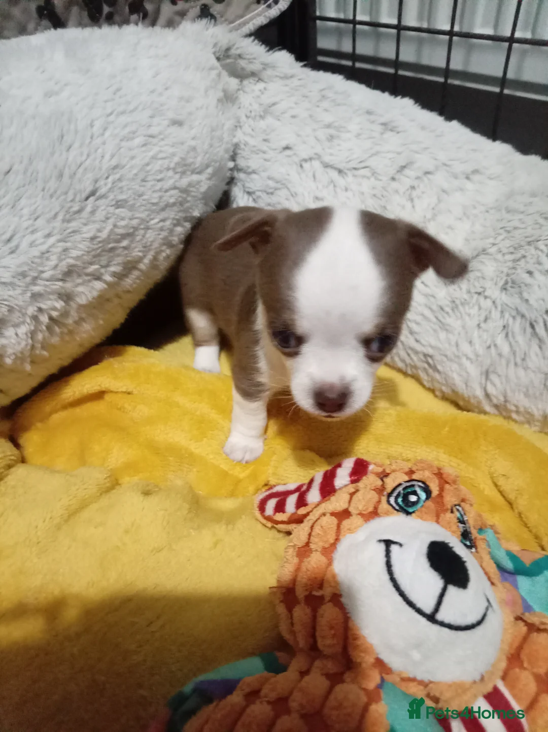 Chihuahua dogs for sale: Chihuahua puppies both reserved now - Advert 9