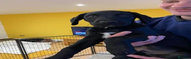 Mixed Breed Puppy 1