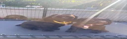 Cocker Spaniel dogs for sale: Last Working cocker Available RKC - Ready Now  - Advert 4