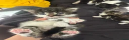 Brazilian Shorthair cats for sale: Beautiful Brazilian Shorthair kittens - Advert 3