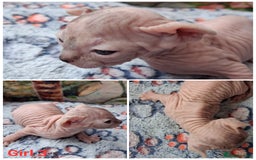 Sphynx cats for sale: Sphynx Kittens - Image 12