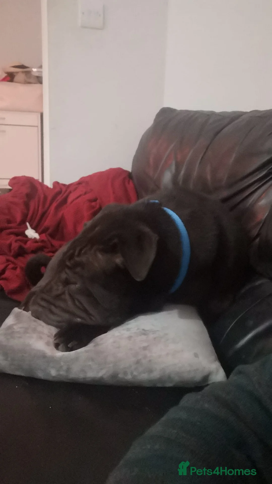 Shar Pei dogs for sale: 1 year old Shar pei Boy  - Advert 5