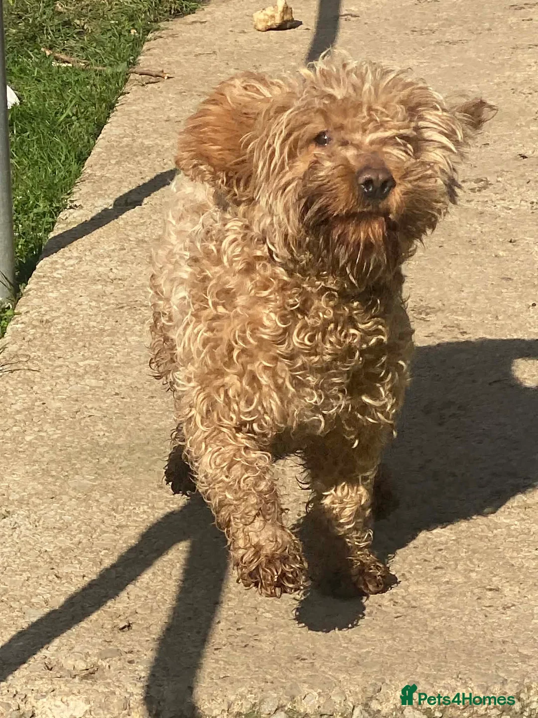 Cockerdor dogs for sale: Female in Ebbw Vale - Advert 1