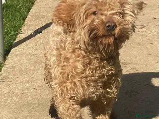 Cockerdor dogs Female - Advert 2