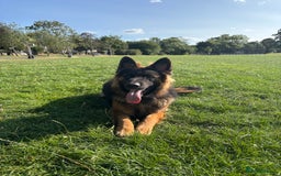 German Shepherd dogs for sale: Rehoming 1 Year Old German Shepherd Male - Image 7