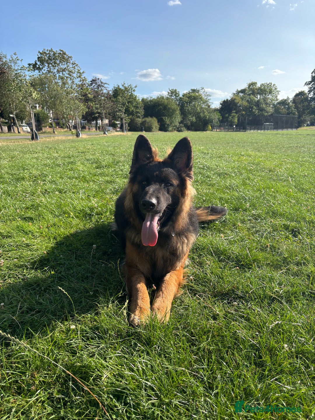 German Shepherd dogs for sale: Rehoming 1 Year Old German Shepherd Male - Image 7