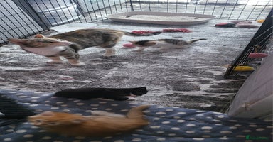 Mixed Breed cats - Advert 14
