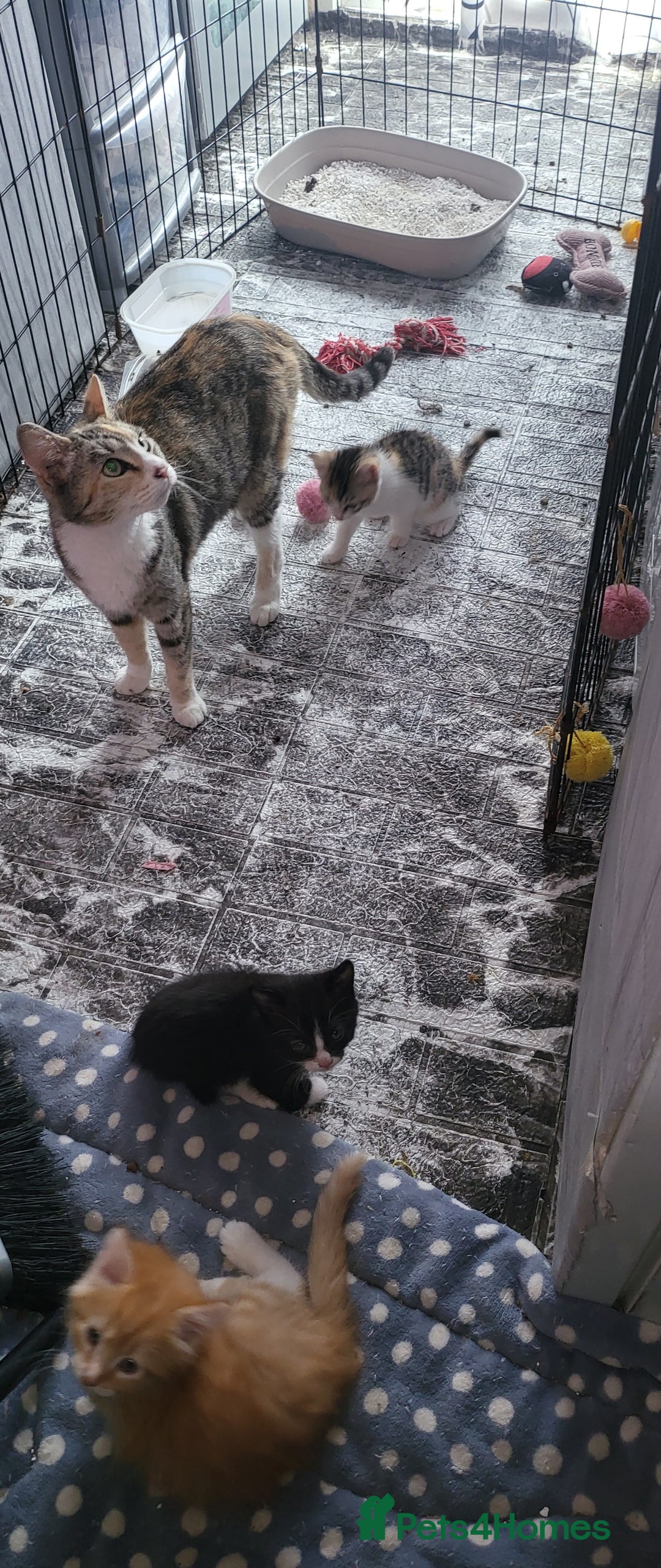 Mixed Breed cats for sale: 2 little beauty's  - Image 3
