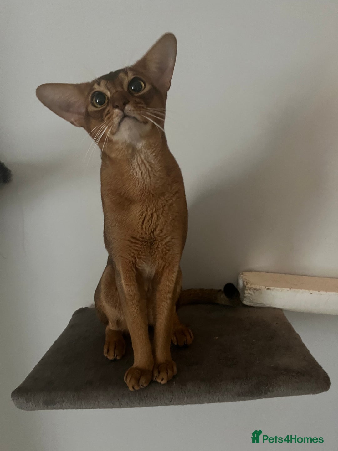 Abyssinian cats for sale: Beautiful Abyssinians kittens - Image 18