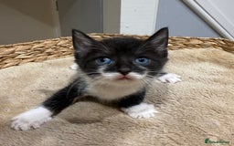Mixed Breed cats for sale: Beautiful kittens for sale - Image 1