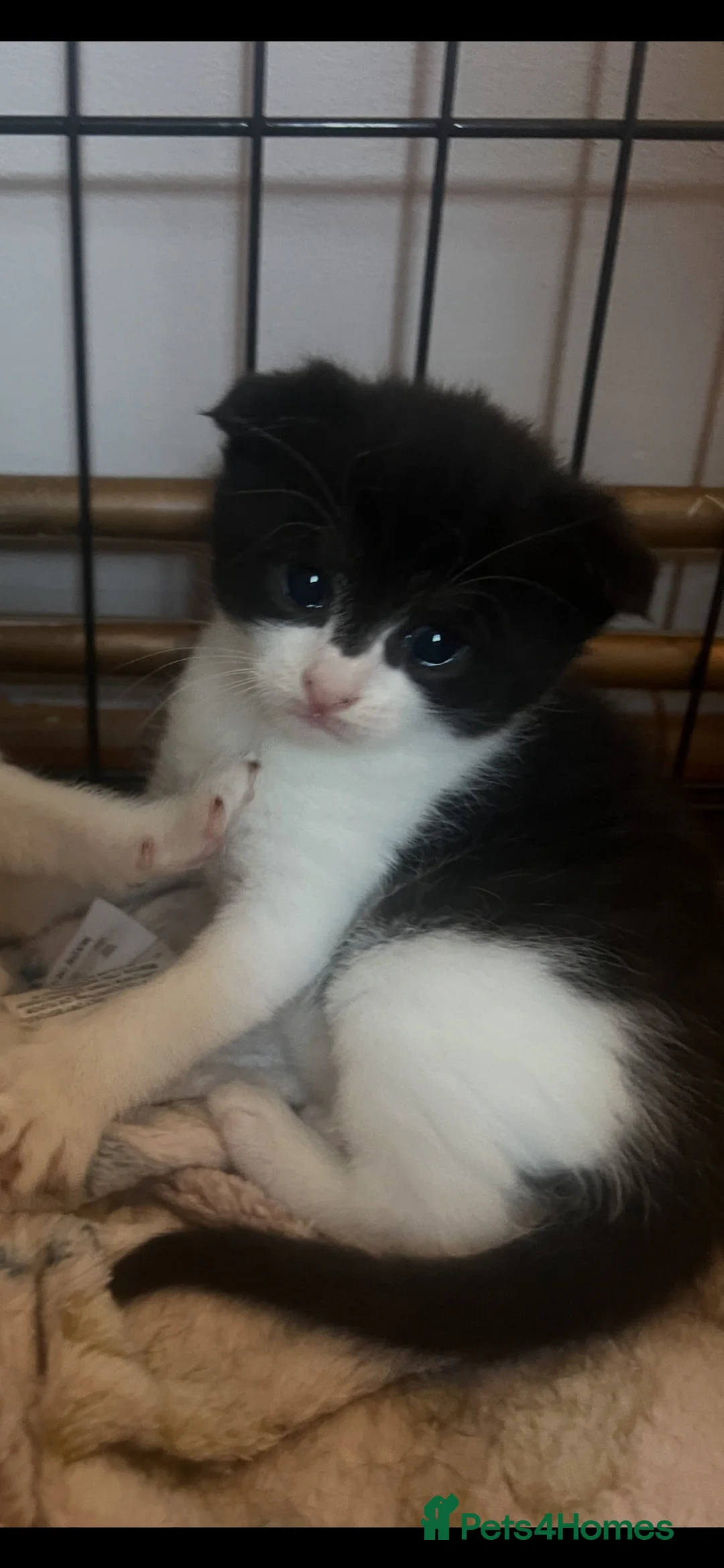 Scottish Fold cats for sale: Last little girl ready to go now 💕 - Advert 2