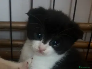 Scottish Fold cats Last little girl - ready now - Advert 9