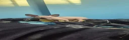 Sphynx cats for sale: Adorable kittens in Warrington - Advert 6