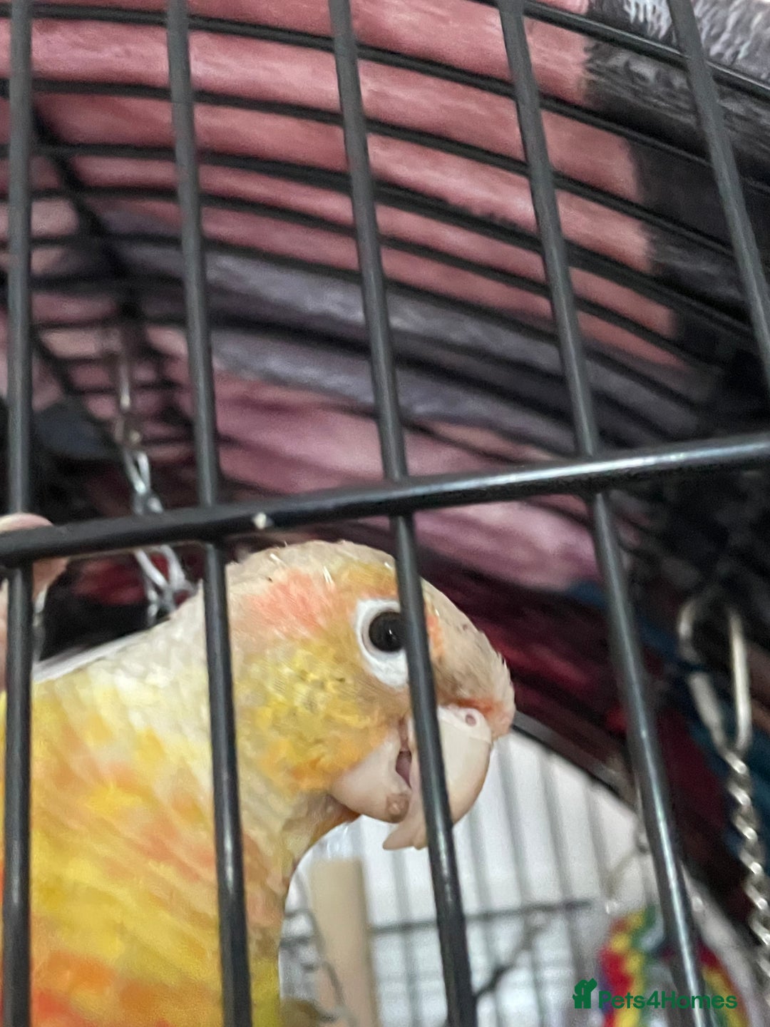 Conures birds for sale: I have two bonded pair, Conures - Image 2