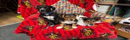 Mixed Breed dogs for sale: One male and one female cross Jack Russell in Loughborough - Advert 5