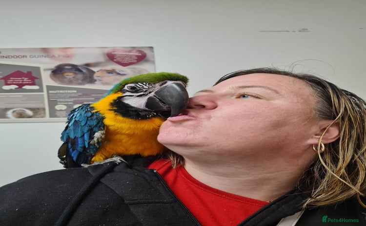 Parrots birds - Advert 4