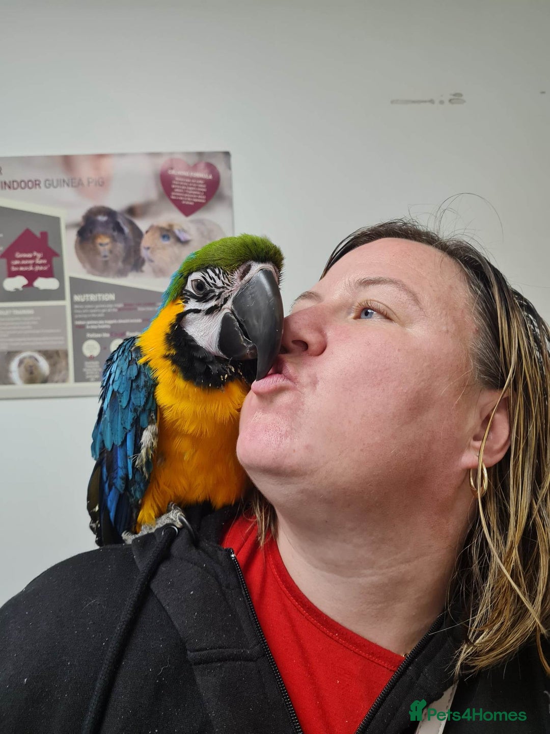 Parrots birds for sale: Macaw parrot  - Image 1
