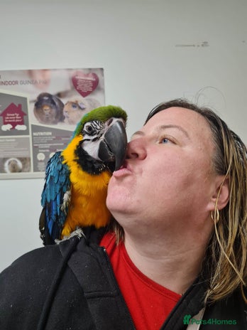 Parrots birds - Advert 3