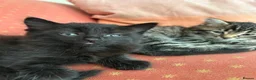 Mixed Breed cats for sale: 3male kittens - Advert 4