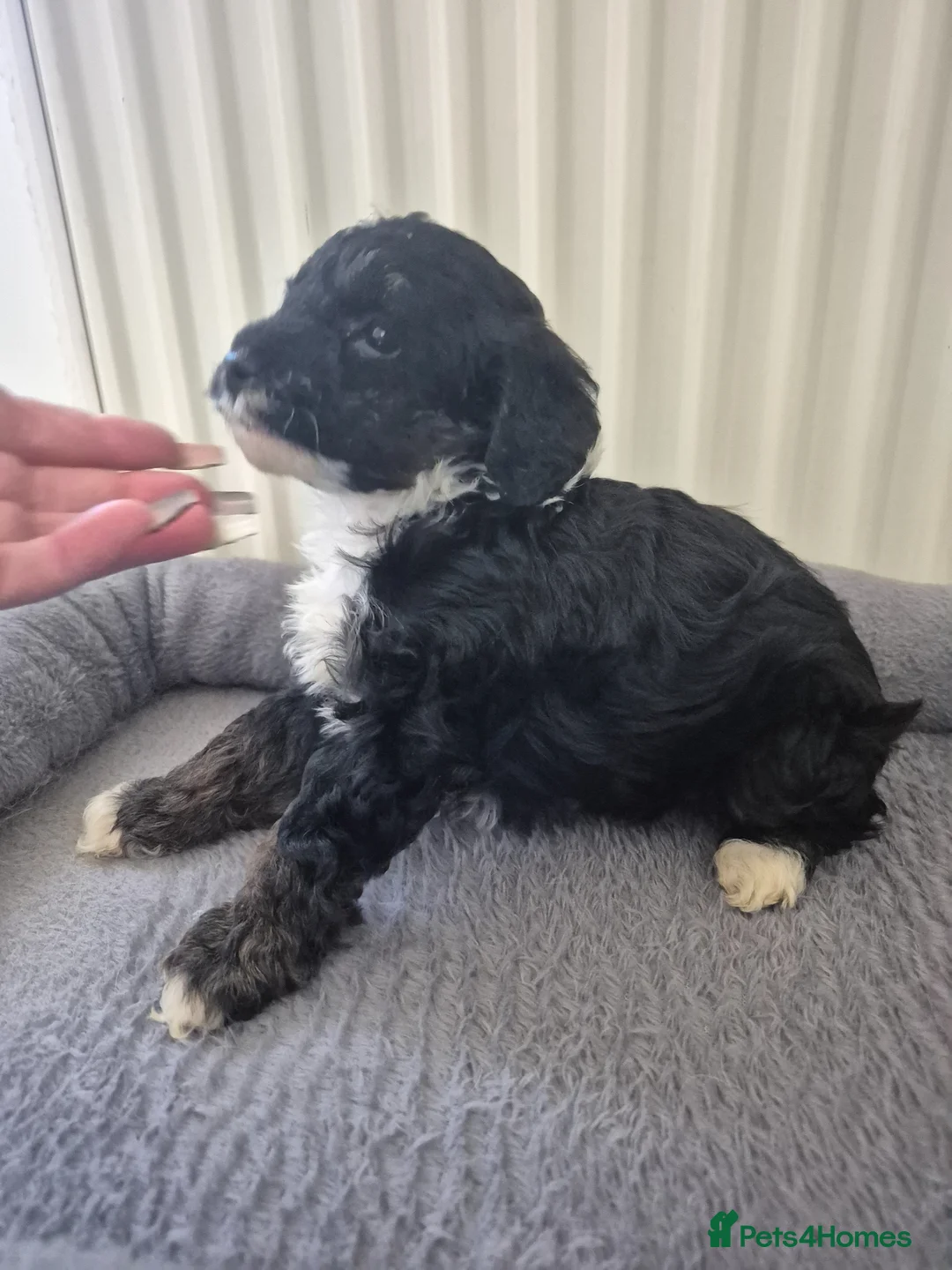 Cockapoo dogs for sale: Merle cockapoo puppies very curly - Advert 11