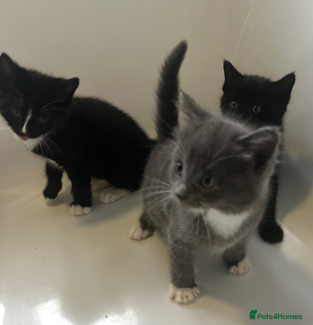 Mixed Breed cats for sale: 4 kittens looking for their forever home  - Advert 11