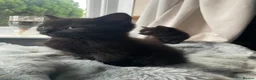 Mixed Breed cats for sale: Two black kittens - Advert 11
