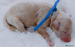 Cavapoo dogs for sale: Extensively health tested F1b curly Cavapoos  - Image 13