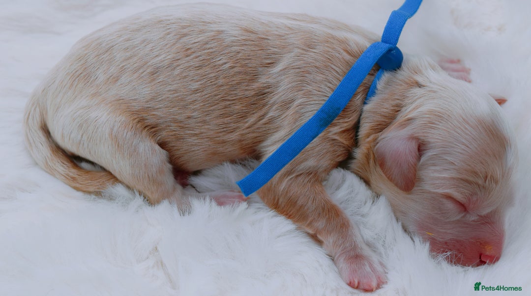 Cavapoo dogs for sale: Extensively health tested F1b curly Cavapoos  - Image 13