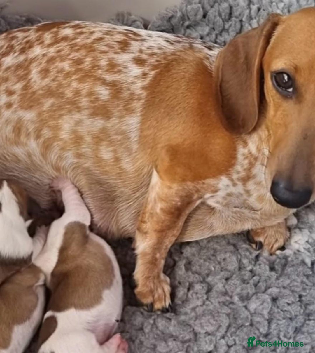 Dachshund dogs for sale: Dachshund Puppies - Image 14