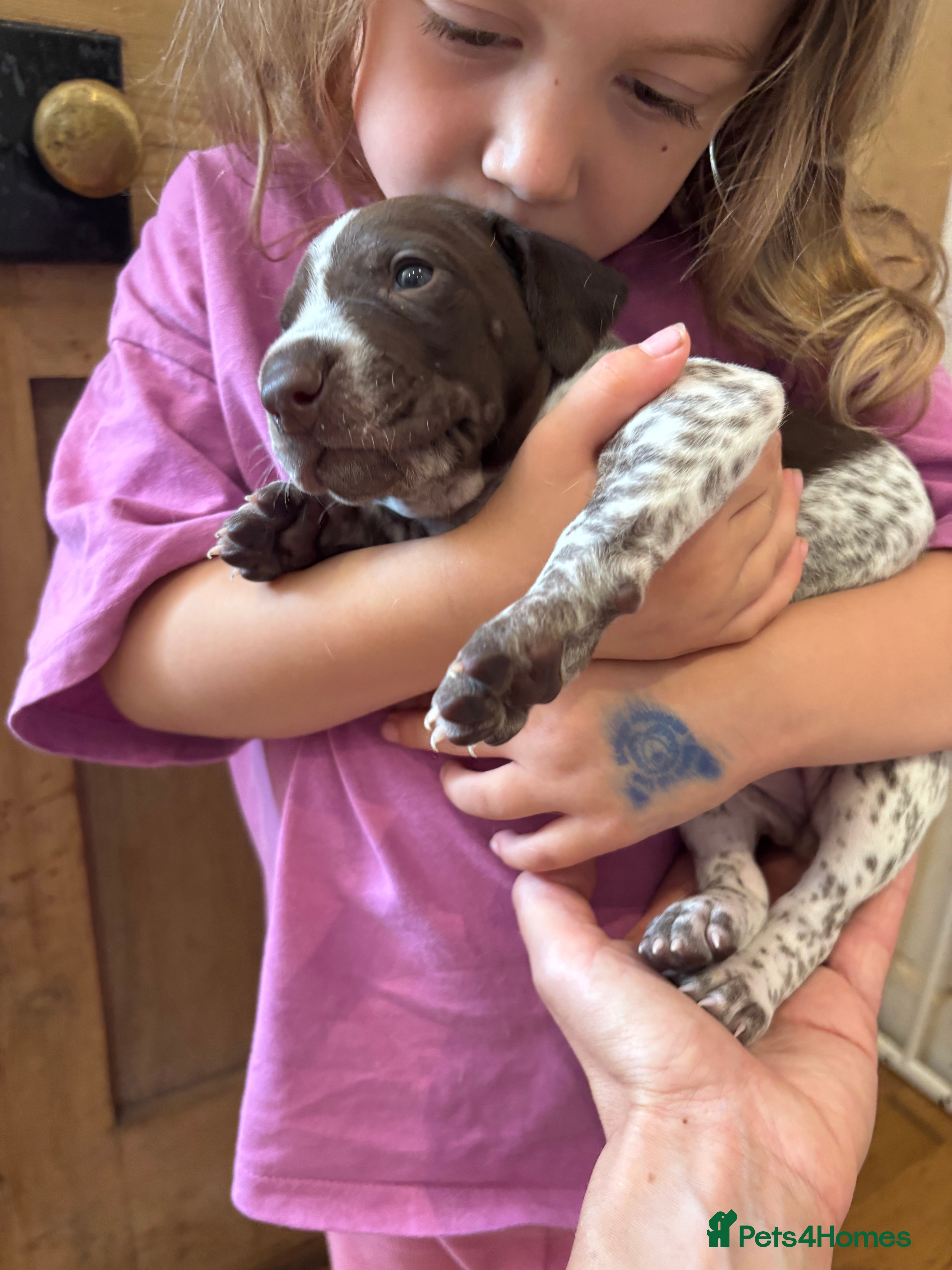 German Shorthaired Pointer dogs Lovely German shorthaired pointer pups Kc reg  - Advert 2