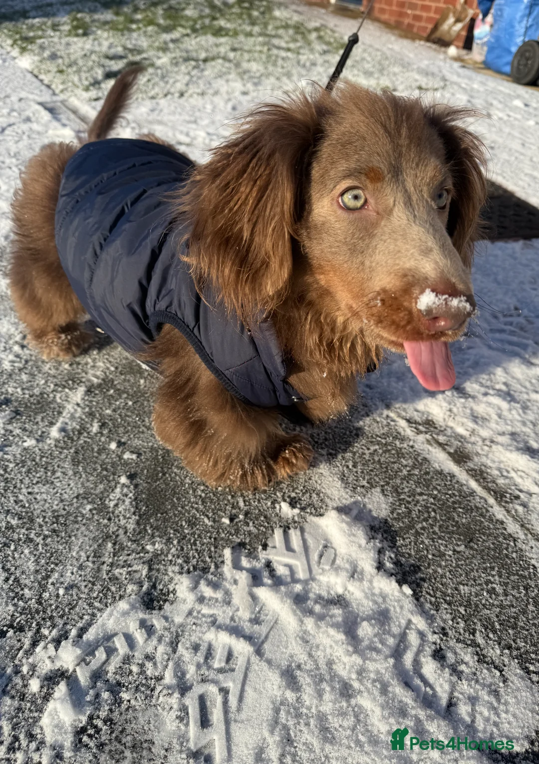 Dachshund dogs for stud: Daschund male looking for stud  - Advert 4