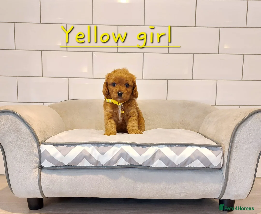 Cavapoo dogs for sale: F1 Cavapoo puppies 💝 - Advert 12