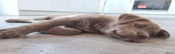 Mixed Breed dogs for sale: Husky x Staffy/Mastiff  - Advert 4
